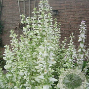 Salvia sclarea 'Vatican White' GM P9 BIO
