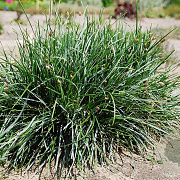 Sesleria caerulea GM P9 BIO