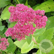 Sedum 'Herbstfreude' GM P9 BIO