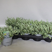 Sedum reflexum GM P9 BIO
