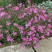 Silene schafta GM P9 BIO