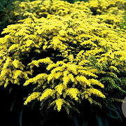 Solidago 'Strahlenkrone' GM P9 BIO