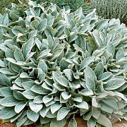 Stachys byzantina 'Silver Carpet' GM P9 BIO