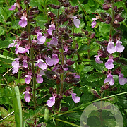 Teucrium chamaedrys GM P9 BIO