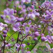 Thalictrum delavayi GM P9 BIO
