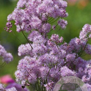 Thalictrum Nimbus Pink GM P9 BIO