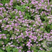 Thymus praecox 'Minor' GM P9 BIO
