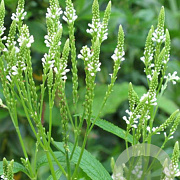 Verbena hastata 'Alba' GM P9 BIO