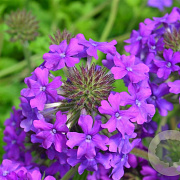 Verbena 'Homestead Purple' GM P9 BIO