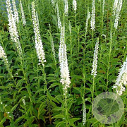 Veronica longif. 'Alba' GM P9 BIO