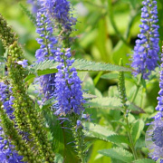 Veronica longifolia GM P9 BIO