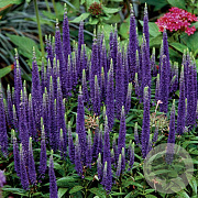 Veronica 'Sunny Border Blue' GM P9 BIO
