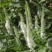 Veronica spic. 'Icicle' GM P9 BIO
