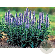 Veronica spic. 'Nana Blauteppich' GM P9 BIO