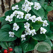 Viola sororia 'Albiflora' GM P9 BIO