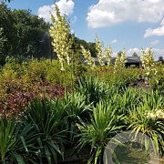 Yucca filamentosa GM P9 BIO