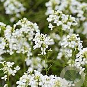 Arabis suendermannii GM P9 BIO