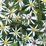 Aster divaricatus 'Beth' GM P9 BIO