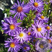 Aster 'Orpheus' GM P9 BIO