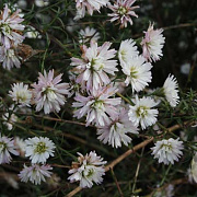 Aster pringlei 'Monte Casino' GM P9 BIO