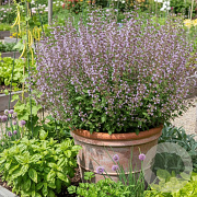 Calamintha n. 'Gottfried Kühn' GM P9 BIO