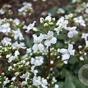 Cardamine trifolia GM P9 BIO