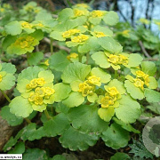 Chrysosplenium alternifolium GM P9 BIO