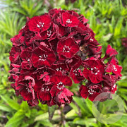 Dianthus barb Nigrescens Scooty GM P9 BIO