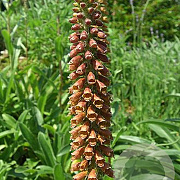 Digitalis parviflora GM P9 BIO