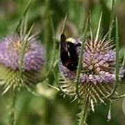 Dipsacus sativus GM P9 BIO