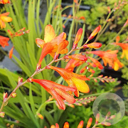 Crocosmia 'Ministar' GM P9 BIO