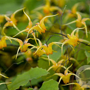 Epimedium 'Amber Queen' GM P9 BIO