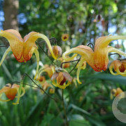 Epimedium 'Bieke' GM P9 BIO