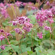 Epimedium grandiflorum 'Lilafee' GM P9 BIO