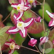 Epimedium rubrum 'Galadriel' GM P9 BIO
