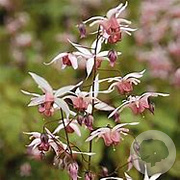 Epimedium youngianum 'Hagoromo' GM P9 BIO