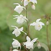 Epimedium youngianum 'Niveum' GM P9 BIO