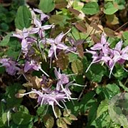 Epimedium youngianum 'Roseum' GM P9 BIO
