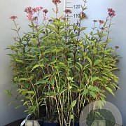 Eupatorium maculatum 'Atropurpureum' GM P9 BIO