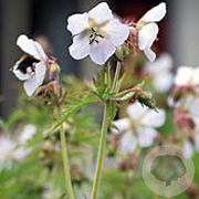 Geranium cantabrigiense 'St Ola' GM P9 BIO