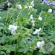 Geranium macr. 'White Ness' GM P9 BIO