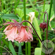 Geum 'Pink Fluffy' GM P9 BIO