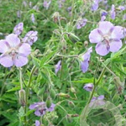 Geranium phaeum 'Walkure' GM P9 BIO