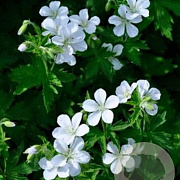 Geranium sylvaticum 'Album' GM P9 BIO