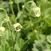 Geum rivale 'Album' GM P9 BIO