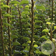 Hedera helix 'Erecta' GM P9 BIO