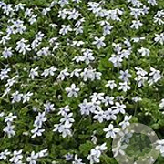 Isotoma fluviatilis GM P9 BIO
