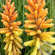 Kniphofia 'Rich Echoes' GM P9 BIO