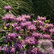 Monarda 'Rebecca' GM P9 BIO