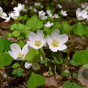 Oxalis acetosella GM P9 BIO